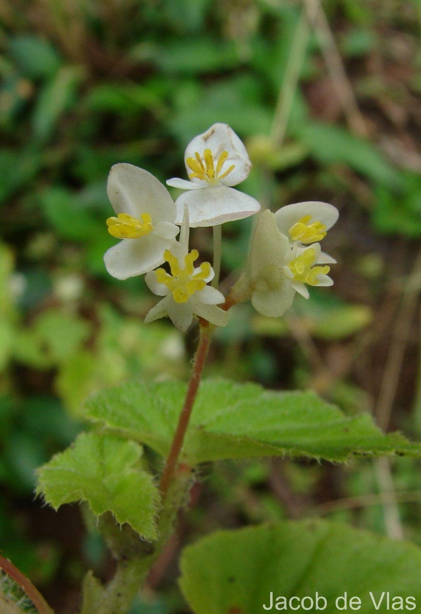 Begonia hirtella Link